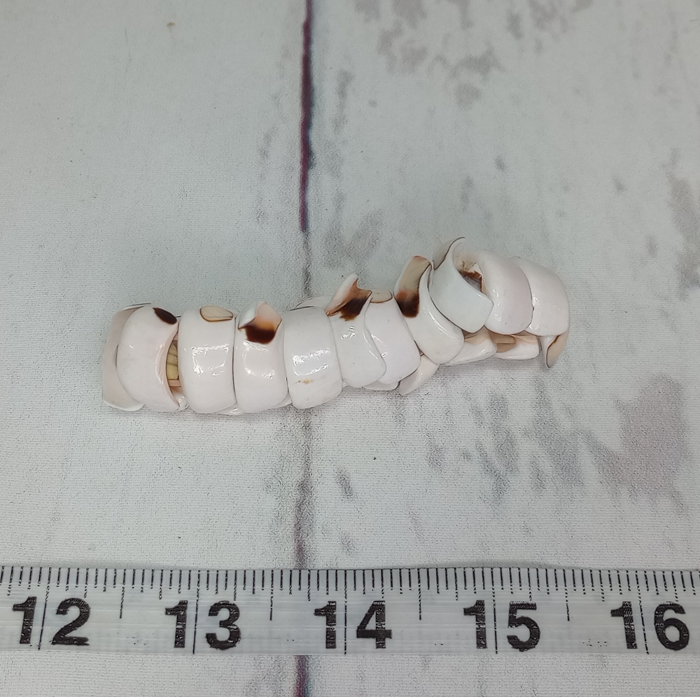 Shell Bracelet - Picture 4 of 8